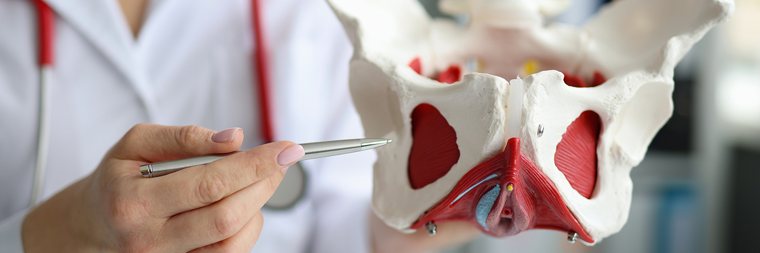 Modele anatomiczne układu pokarmowego – kluczowy element w nauce o człowieku