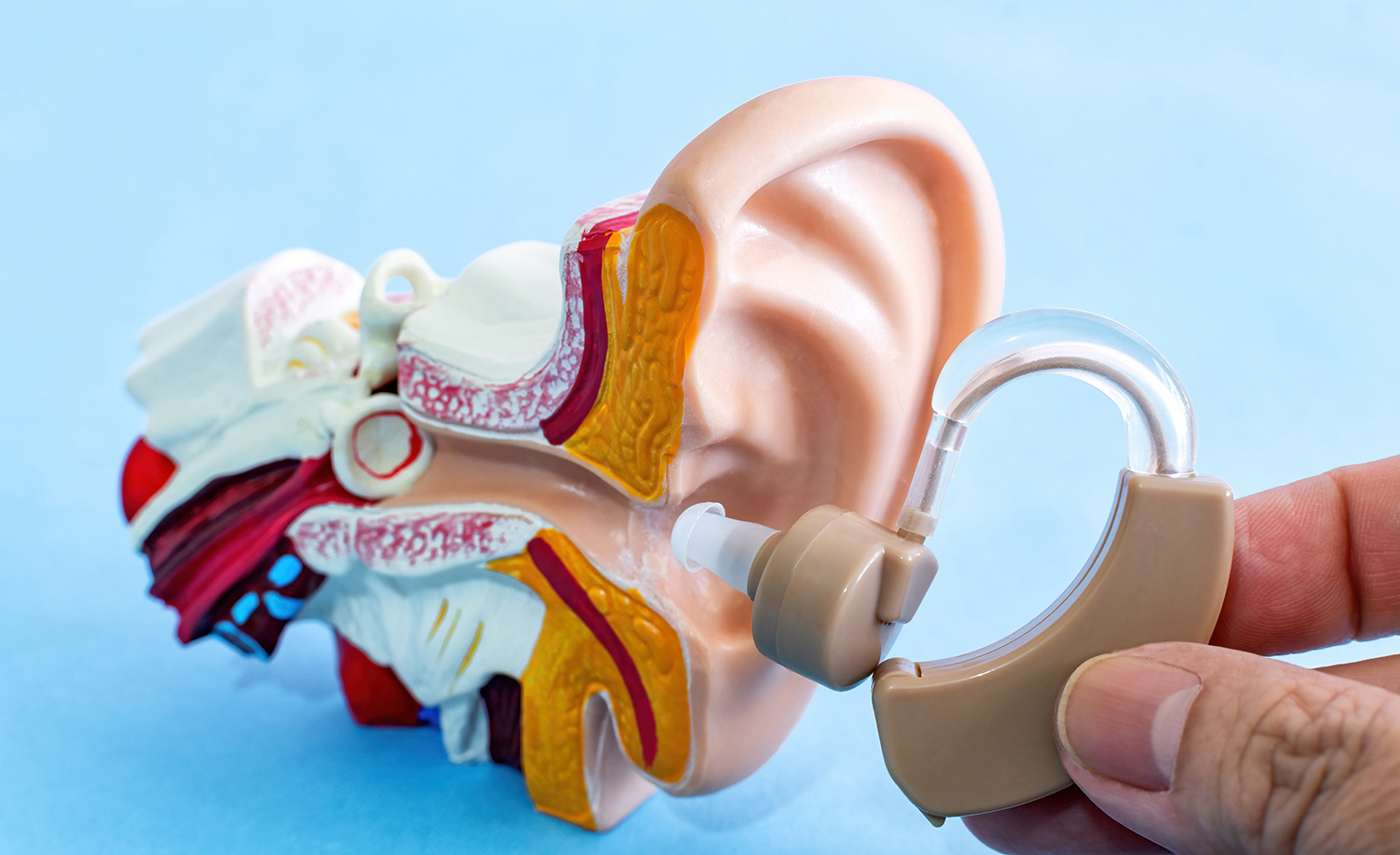 Modele anatomiczne — Współczesne makiety anatomiczne traktu pokarmowego