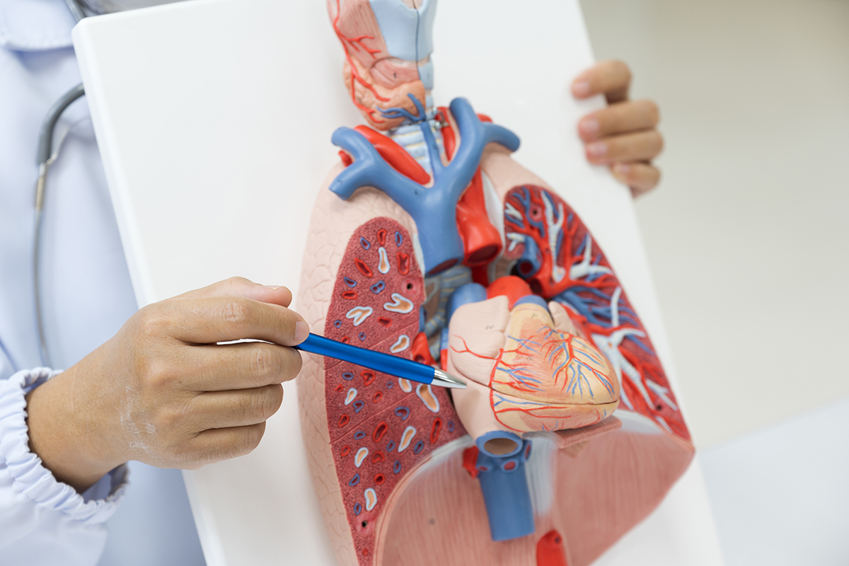 Modele anatomiczne szkieletu człowieka praktyczne narzędzie w uczeniu się budowy ciała i powszedniej nauce