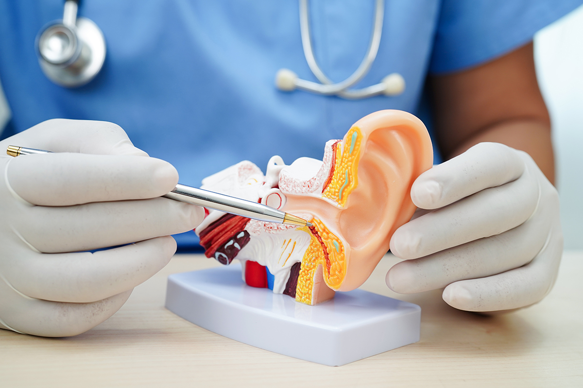 Modele anatomiczne – tajemnica do pojęcia ludzkiego ustroju w nauce, sztuce lekarskiej i edukacji.